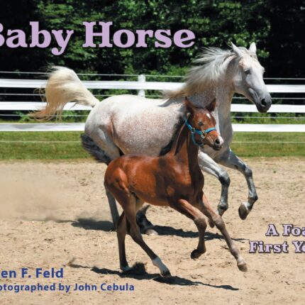 Baby Horse Front Cover scaled