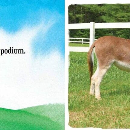 Horse Show Sample Page scaled